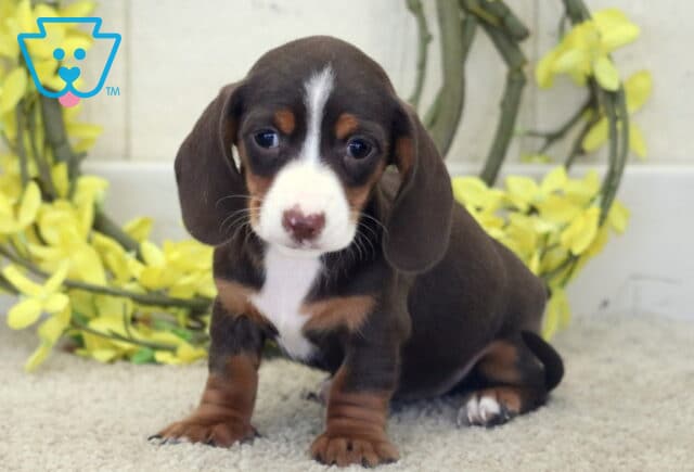 Lizzy Mini Dachshund2 image