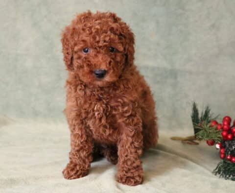 Lj Mini Goldendoodle
