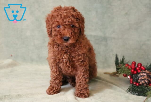 Lj Mini Goldendoodle image