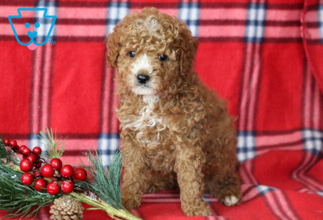 Logan Mini Goldendoodle image