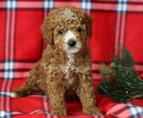 Logan Mini Goldendoodle2