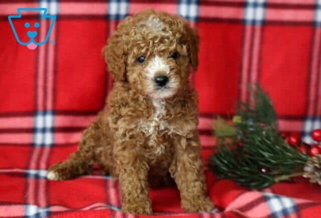 Logan Mini Goldendoodle2 image