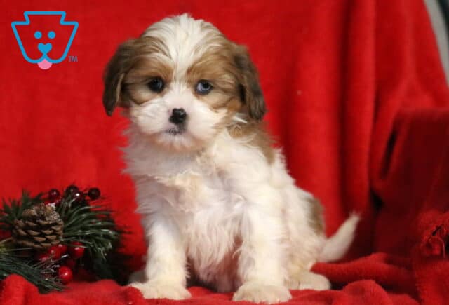 Fluffy Cava Tzu puppy sitting on a red blanket with holiday greenery beside it, showing a soft white-and-brown coat, one blue eye and one darker eye, and a sweet, slightly shy expression. image