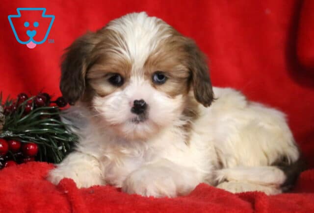 Adorable Cava Tzu puppy lying on a red blanket with holiday greenery nearby, featuring a fluffy cream-and-brown coat, soft blue eyes, and a tiny black-speckled nose. image