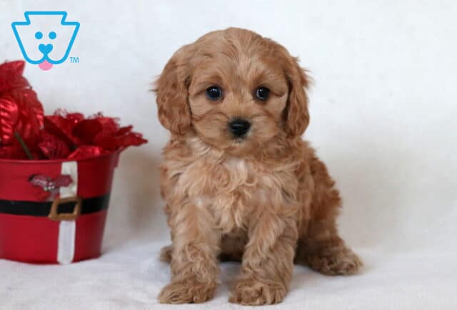 Love Cavapoo image