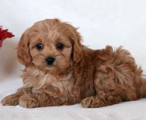Love Cavapoo2