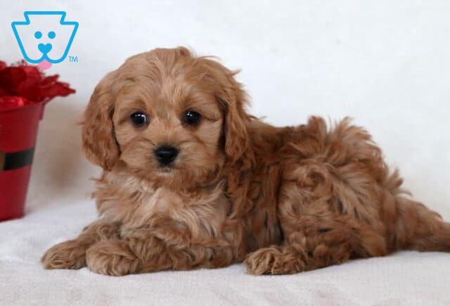 Love Cavapoo2 image