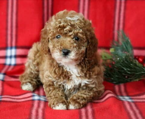 Love Mini Goldendoodle