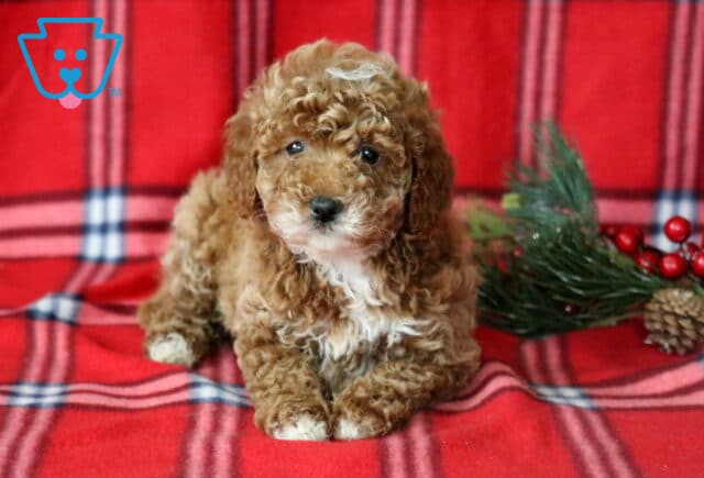 Love Mini Goldendoodle image