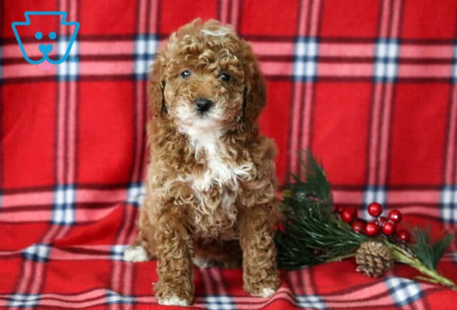 Love Mini Goldendoodle2 image