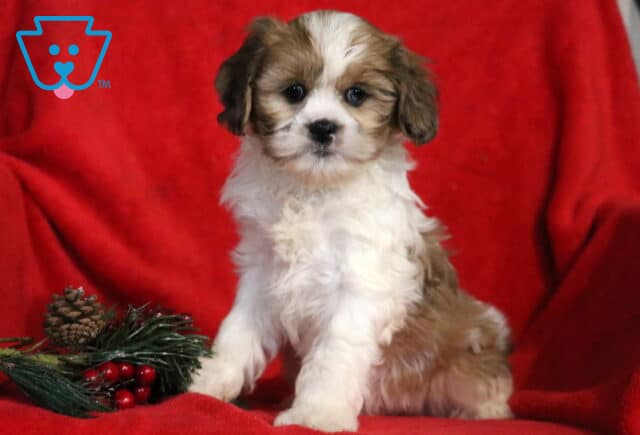 Lucky Cava Tzu image