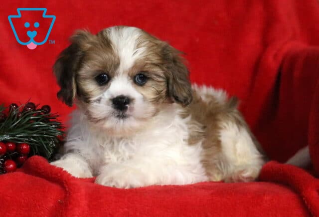 Lucky Cava Tzu2 image