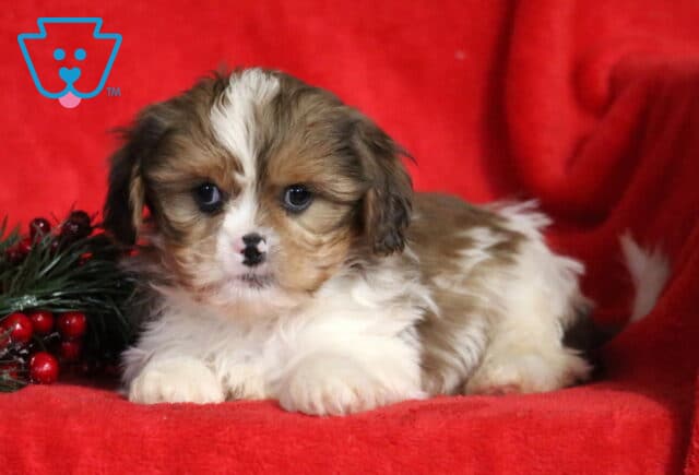 Luka Cava Tzu2 image