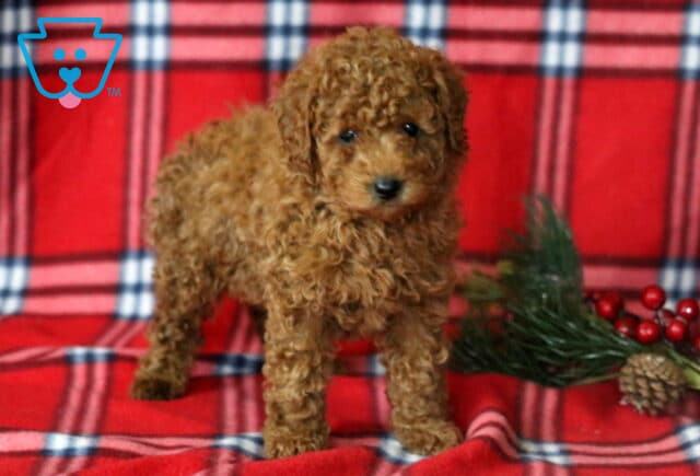 Luka Mini Goldendoodle image