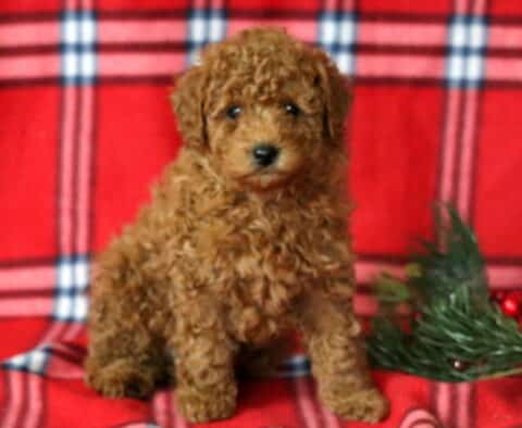Luka Mini Goldendoodle2