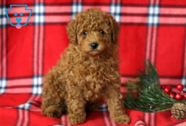 Luka Mini Goldendoodle2 image