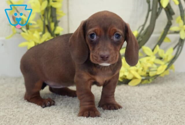 Luna Mini Dachshund image