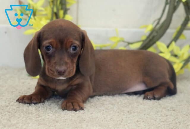 Luna Mini Dachshund2 image