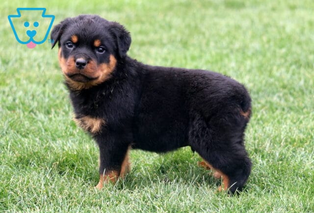 Macho Rottie image