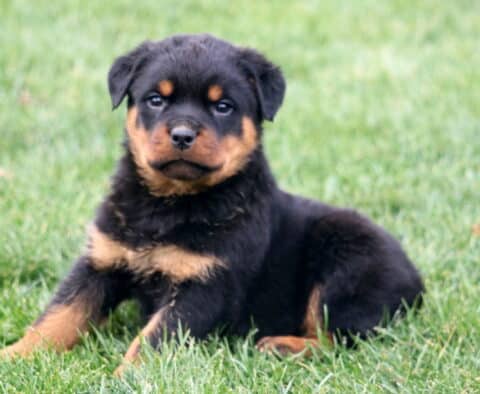Macho Rottie2