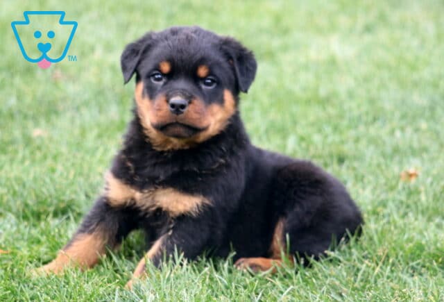 Macho Rottie2 image