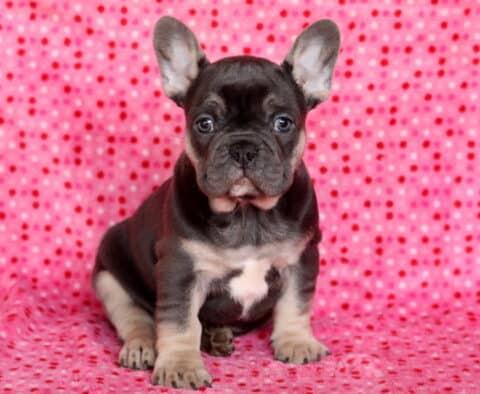 Maddox Frenchie