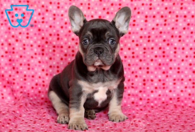 Maddox Frenchie image