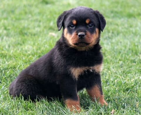 Maddox Rottie