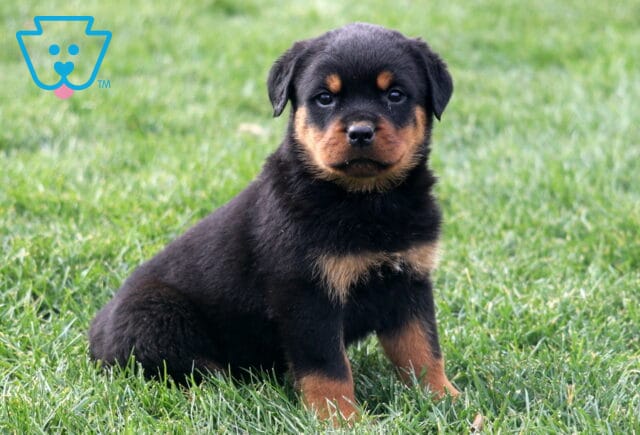 Maddox Rottie image