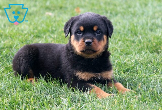 Maddox Rottie2 image