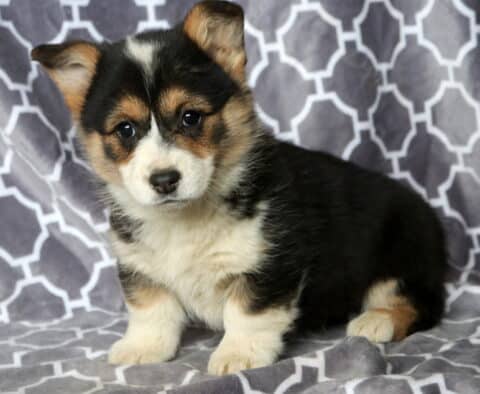 Maggie Corgi