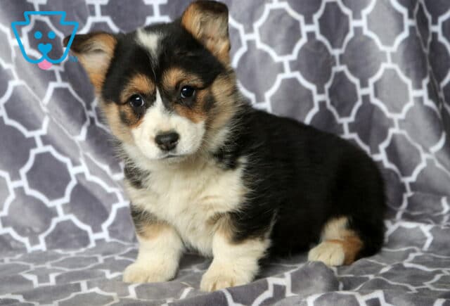 Maggie Corgi image