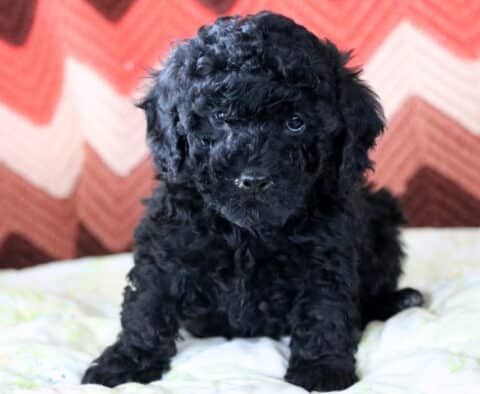 Maggie Mini Poodle2