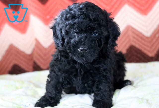 Maggie Mini Poodle2 image