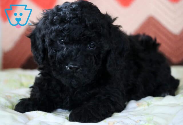 Maggie Mini Poodle3 image