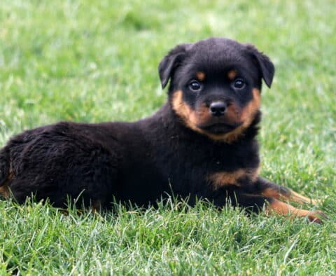 Major Rottie