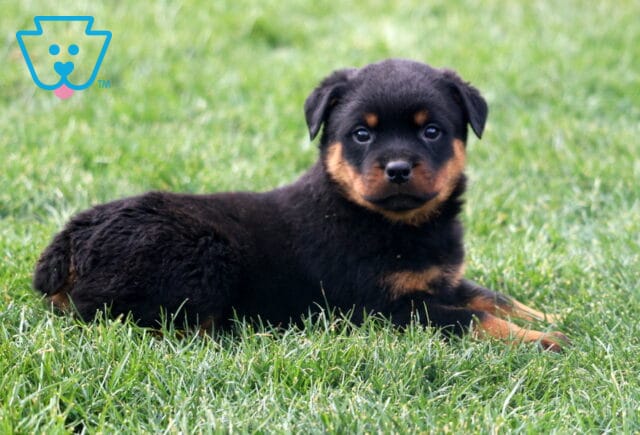 Major Rottie image