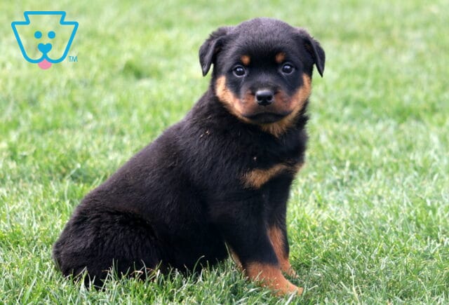Major Rottie2 image