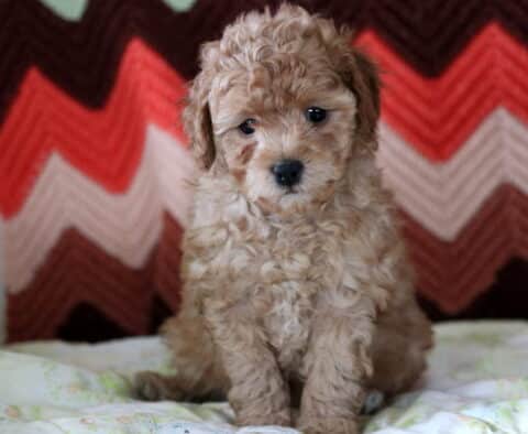 Maple Mini Poodle