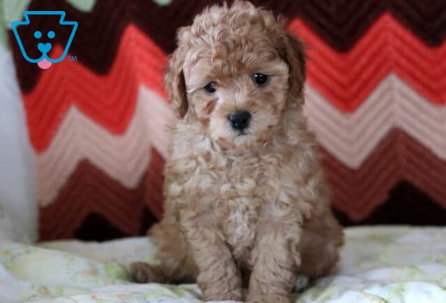 Maple Mini Poodle image