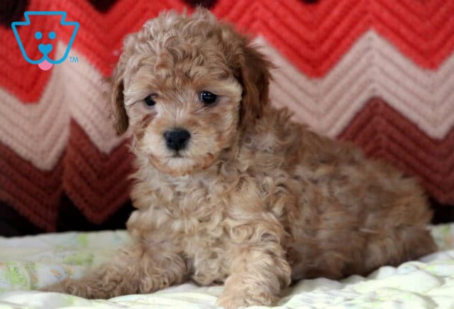 Maple Mini Poodle2 image
