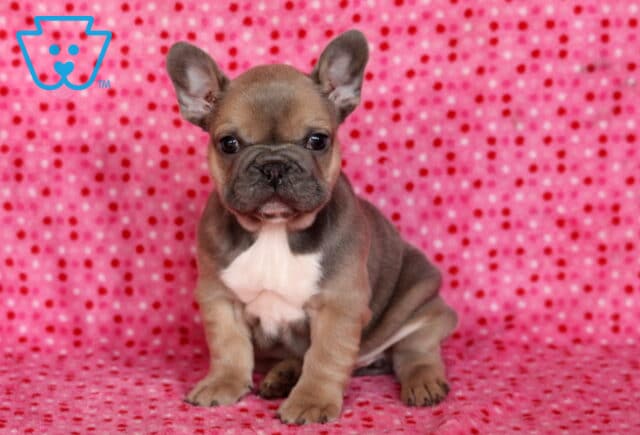 Marie Frenchie image