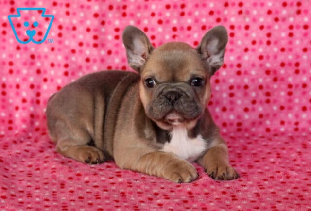 Marie Frenchie2 image