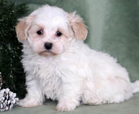 Marie Maltipoo