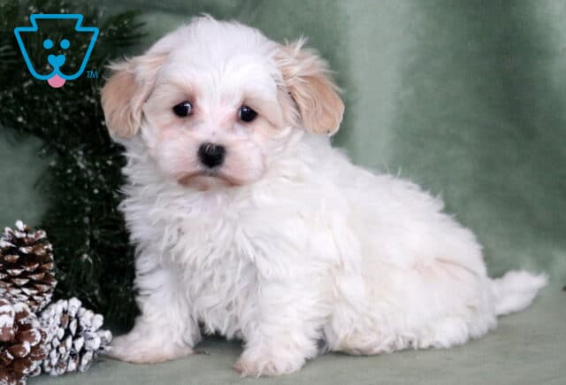 Marie Maltipoo image