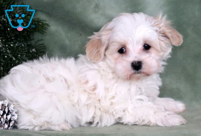 Marie Maltipoo2 image
