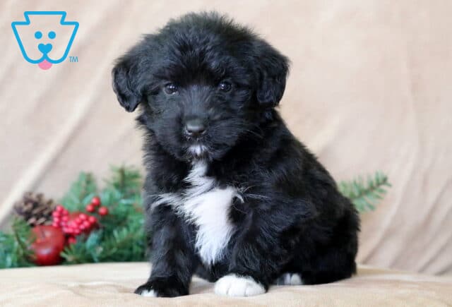 Marley Corgi Mix image