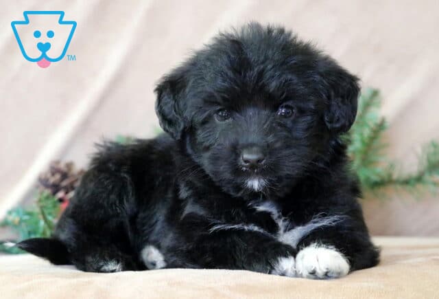 Marley Corgi Mix2 image