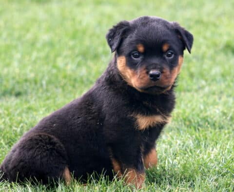 Marlow Rottie