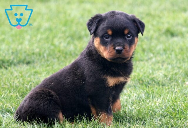 Marlow Rottie image